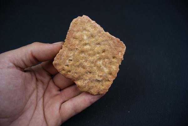 Osteodermo de cocodrilo