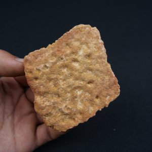 Osteodermo de cocodrilo