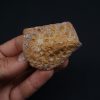 Osteodermo de cocodrilo
