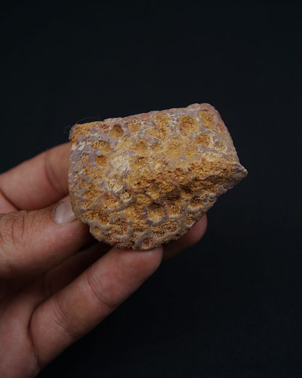 Osteodermo de cocodrilo