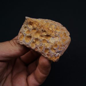 Osteodermo de cocodrilo