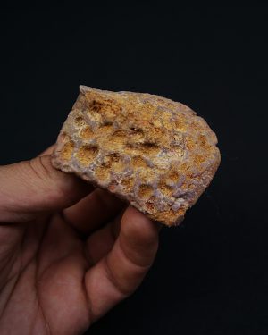 Osteodermo de cocodrilo