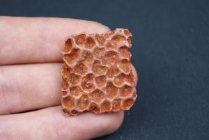 Osteodermo de cocodrilo
