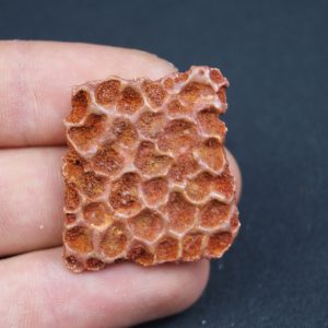 Osteodermo de cocodrilo