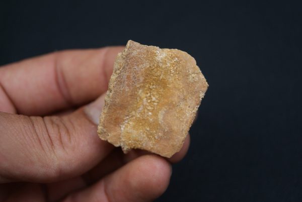 Osteodermo raro de cocodrilo