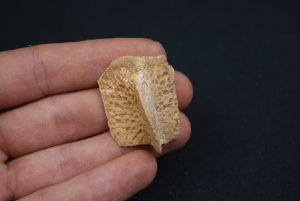 Osteodermo raro de cocodrilo
