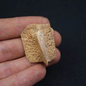 Osteodermo raro de cocodrilo