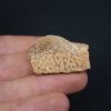 Osteodermo raro de cocodrilo
