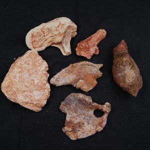 Colección de huesos Valle de Kem Kem