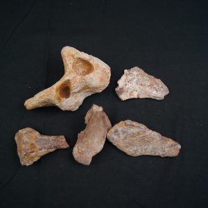 Colección de huesos valle de Kem Kem.