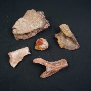 Colección de huesos Valle de Kem Kem