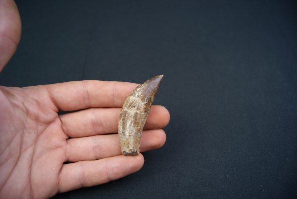 Colmillo de Basilosaurus