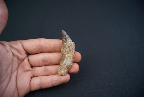 Colmillo de Basilosaurus