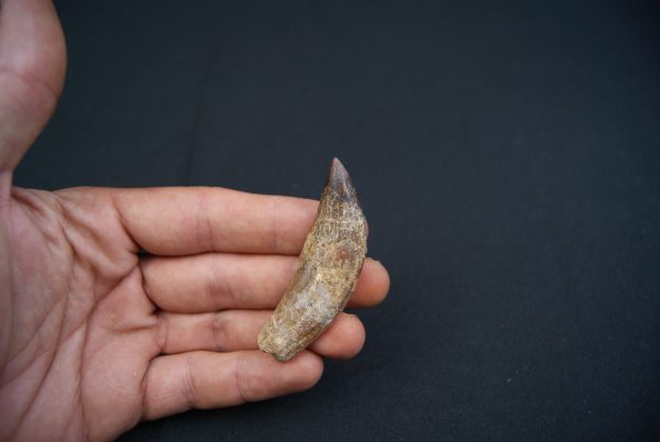 Colmillo de Basilosaurus