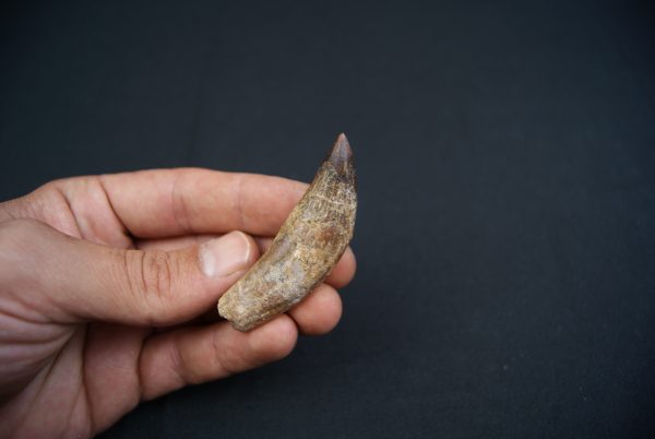 Colmillo de Basilosaurus