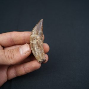 Colmillo de Basilosaurus