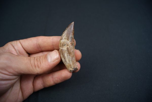 Colmillo de Basilosaurus