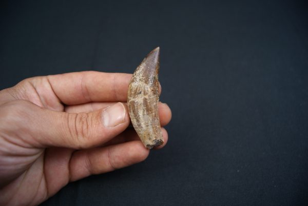 Colmillo de Basilosaurus