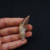 Cetáceo primitivo Basilosaurus