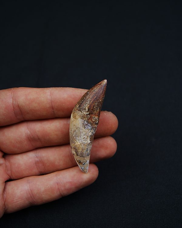 Cetáceo primitivo Basilosaurus