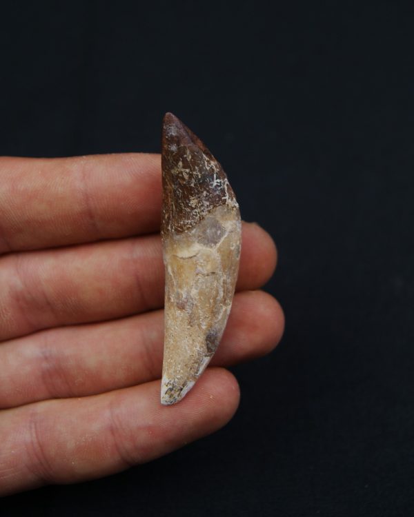 Cetáceo primitivo Basilosaurus