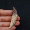 Cetáceo primitivo Basilosaurus