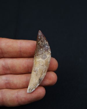 Cetáceo primitivo Basilosaurus