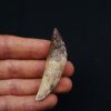 Cetáceo primitivo Basilosaurus