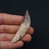 Cetáceo primitivo Basilosaurus