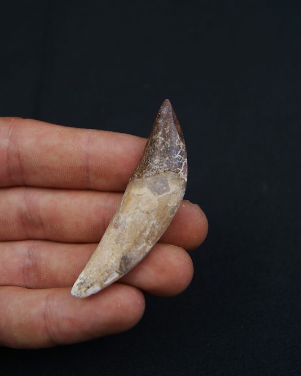 Cetáceo primitivo Basilosaurus