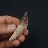 Cetáceo primitivo Basilosaurus