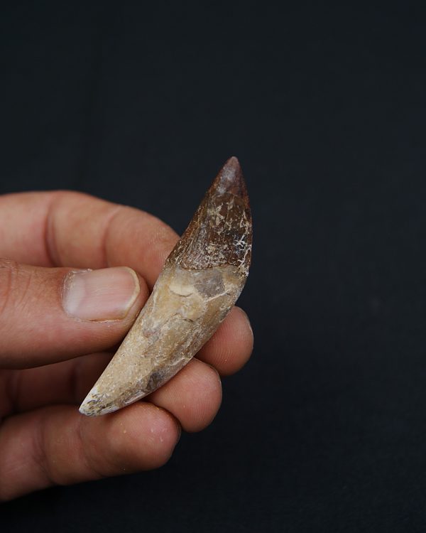 Cetáceo primitivo Basilosaurus