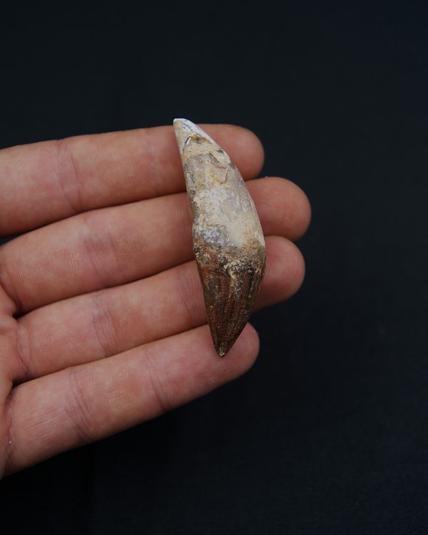 Cetáceo primitivo Basilosaurus