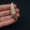 Cetáceo primitivo Basilosaurus