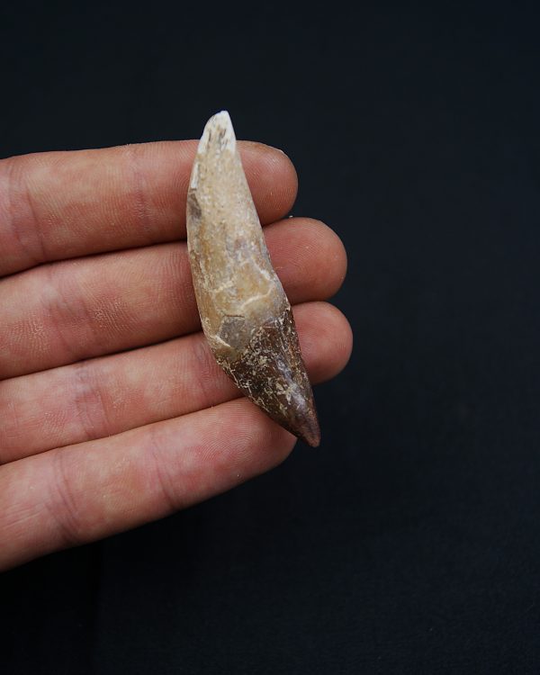 Cetáceo primitivo Basilosaurus
