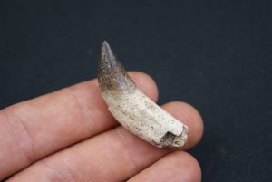 Colmillo Basilosaurus
