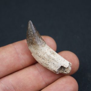 Colmillo Basilosaurus