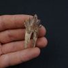 Molar de Basilosaurus
