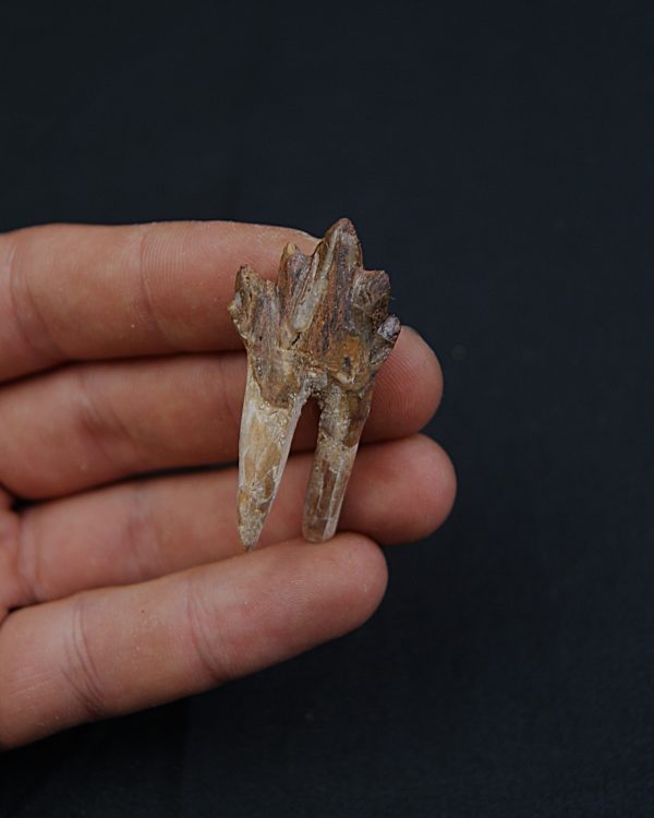 Molar de Basilosaurus