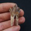 Molar de Basilosaurus