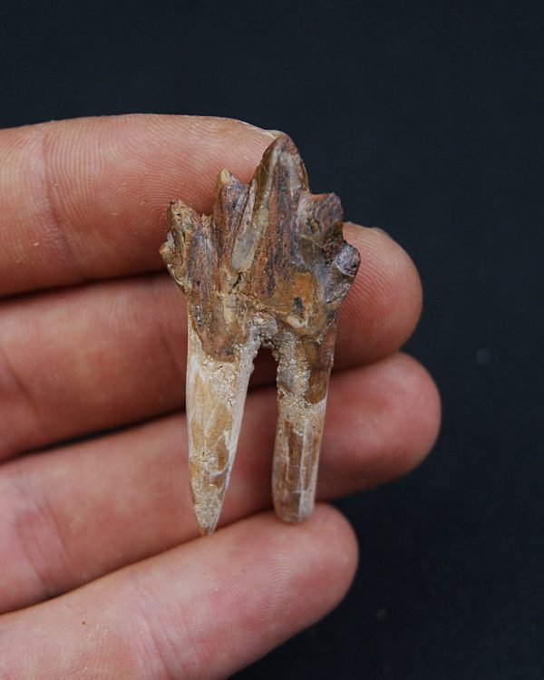Molar de Basilosaurus