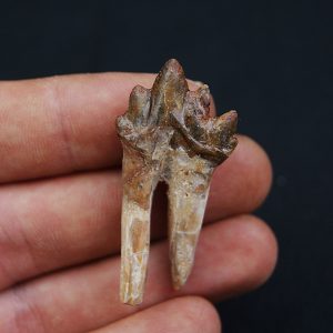 Molar de Basilosaurus
