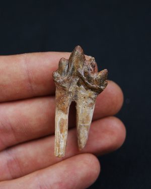 Molar de Basilosaurus