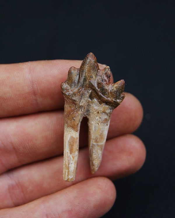 Molar de Basilosaurus