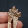 Molar de Basilosaurus