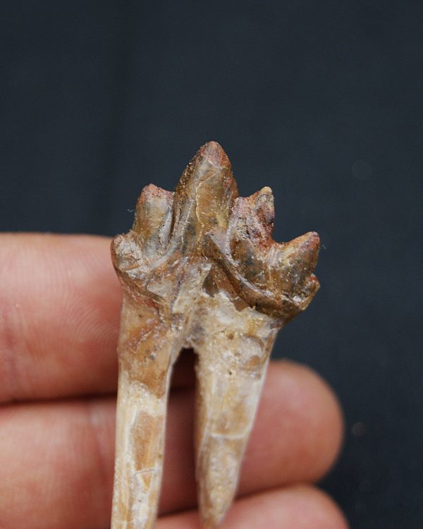 Molar de Basilosaurus