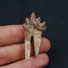 Molar de Basilosaurus