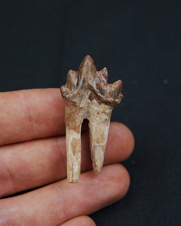 Molar de Basilosaurus