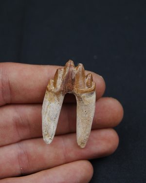 Molar fósil de Basilosaurus