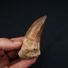 Hainosaurus boubker